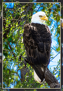 BALD EAGLE EYEING THE KAYAK