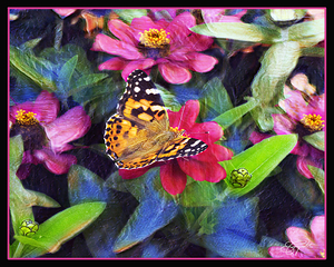 PAINTED LADY BUTTERFLY