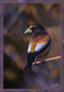 EVENING GROSBEAK PONDERING