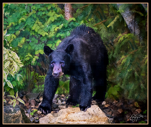 WINTER SLEEP ALL OVER