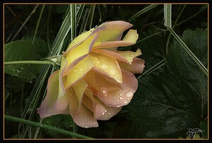 ORANGE YELLOW ROSE