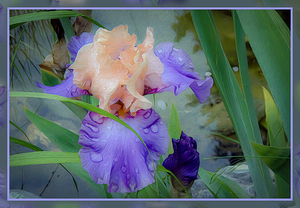 LIGHT PURPLE ORANGE IRIS