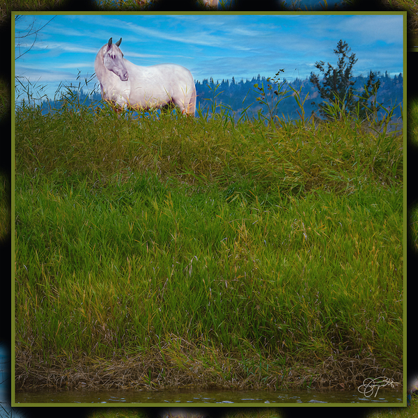 WHITE HOURSE ALONG THE SHUSWAP RIVER by Jerre Paquette