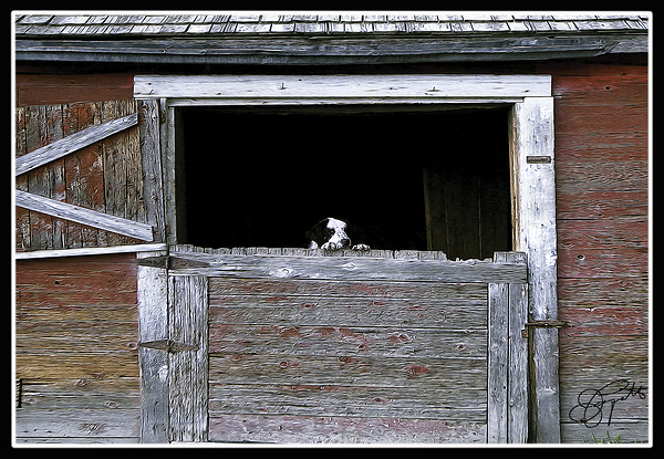 CAN I COME TOO PLEASE by Jerre Paquette