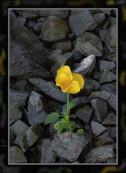 SOFT STRONG POPS UP TOO by Jerre Paquette