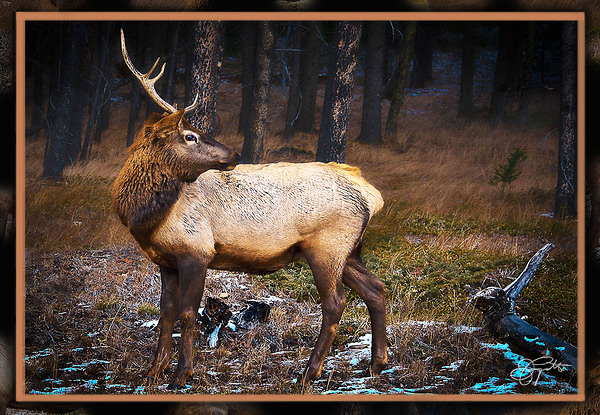 ELK WARY by Jerre Paquette