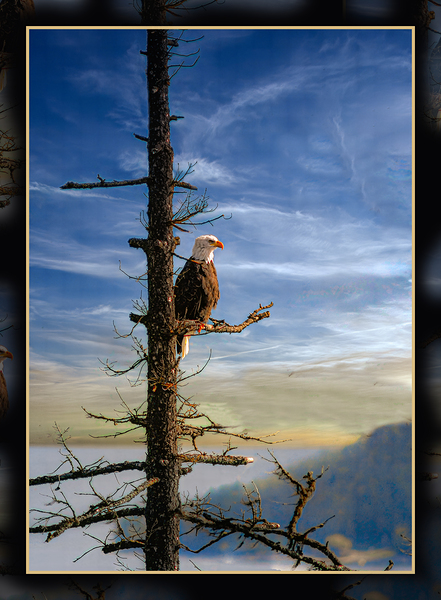 BALD EAGLE ON COPPER ISLAND by Jerre Paquette