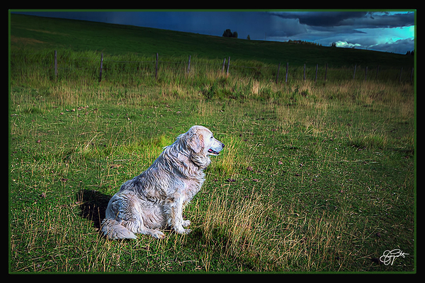 ELDER SHEEP DOG by Jerre Paquette