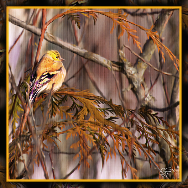 GOLD FINCH CONTEMPLATION by Jerre Paquette