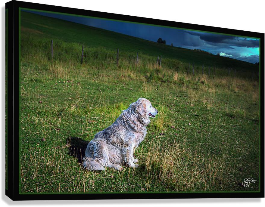 ELDER SHEEP DOG Canvas Print