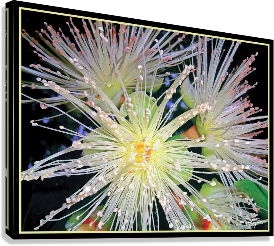 GUAVA BLOSSOMS Canvas Print