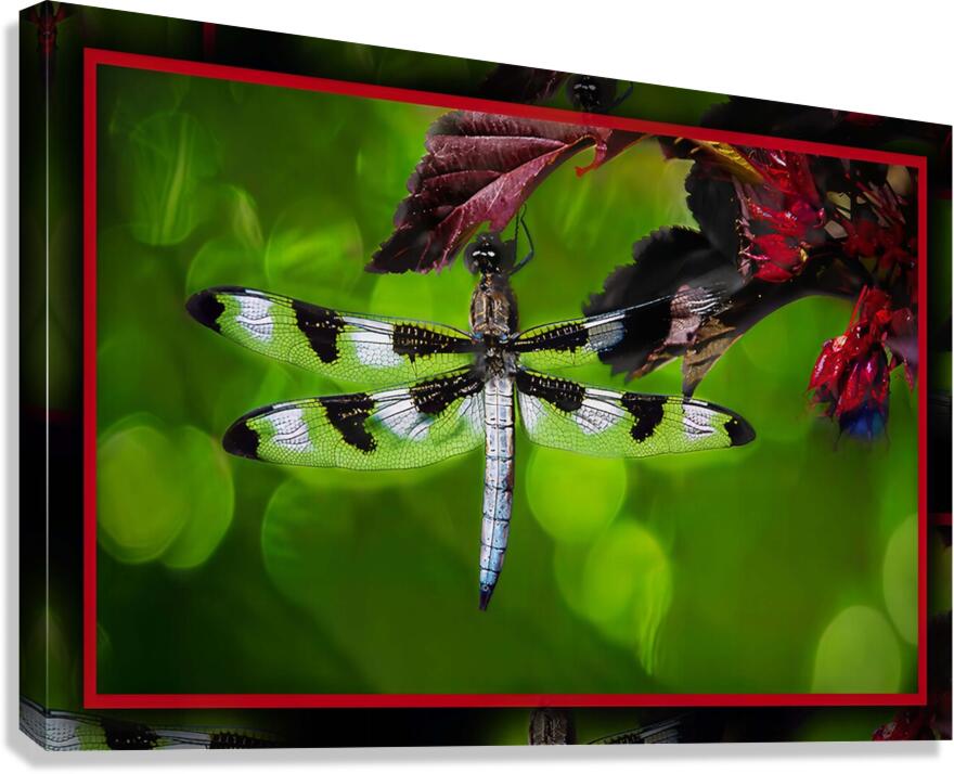 BLACK WHITE DRAGONFLY Canvas Print