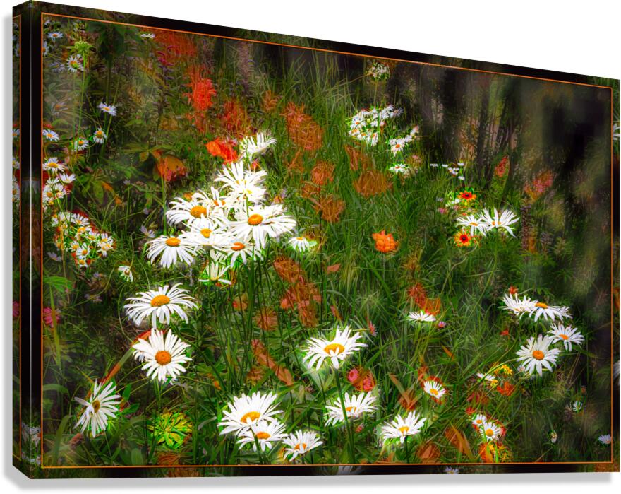 Daisy Sun Catchers Canvas Print