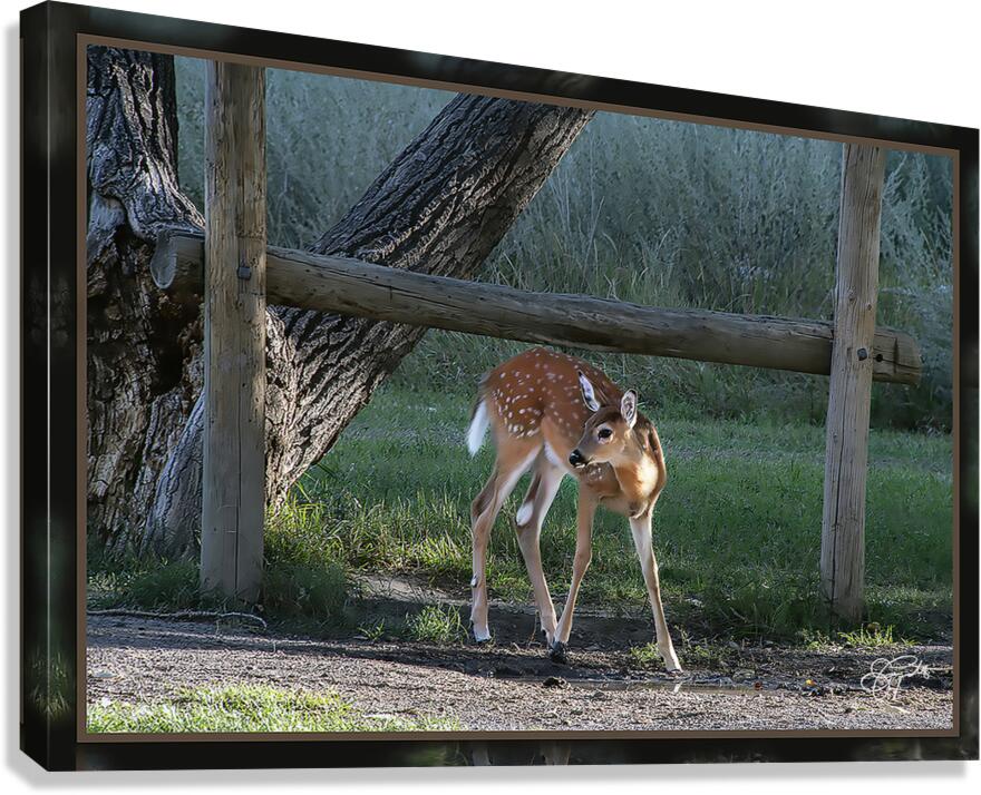 FAWN WHERE S MOM Canvas Print