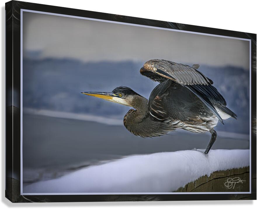 BLUE HERON LIFTOFF Canvas Print