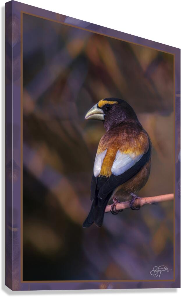 EVENING GROSBEAK PONDERING Canvas Print