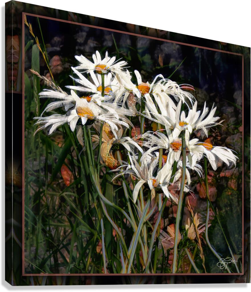 DAISIES DANCING YEAR S END RITUAL Canvas Print
