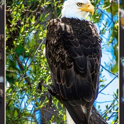 BALD EAGLE EYEING THE KAYAK