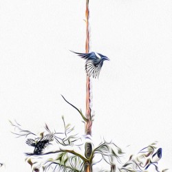 MAGPIE CONVENTION 3 CONCLUDED