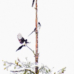 MAGPIE CONVENTION 1 ARRIVING