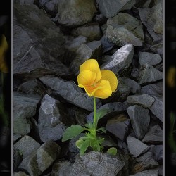 SOFT STRONG POPS UP TOO