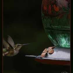 HUMMINGBIRD FLYING TO FEEDER