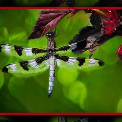 BLACK WHITE DRAGONFLY
