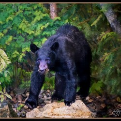 WINTER SLEEP ALL OVER