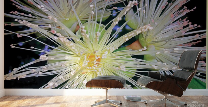 GUAVA BLOSSOMS Wall Murals