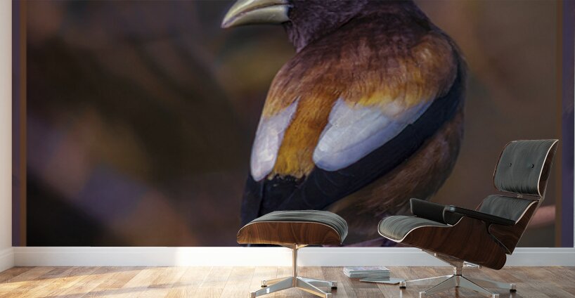EVENING GROSBEAK PONDERING Wall Murals