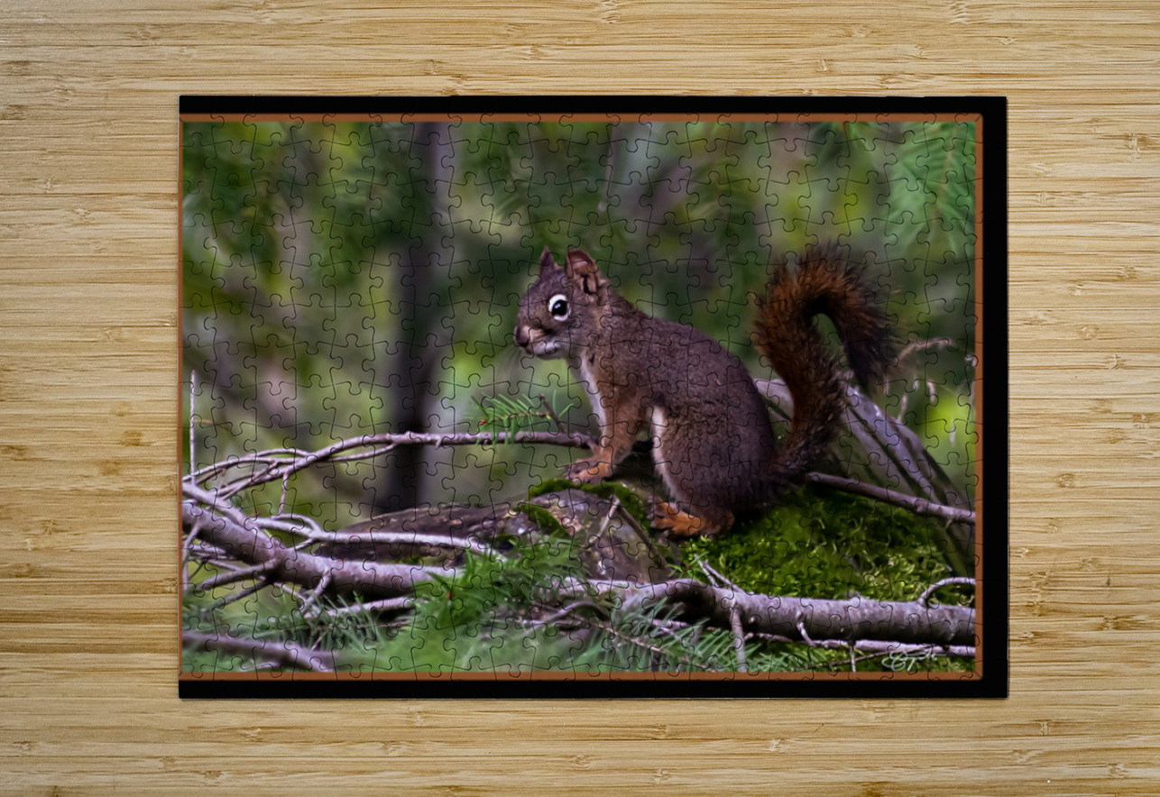 RED SQUIRREL POSING Jerre Paquette Puzzle printing