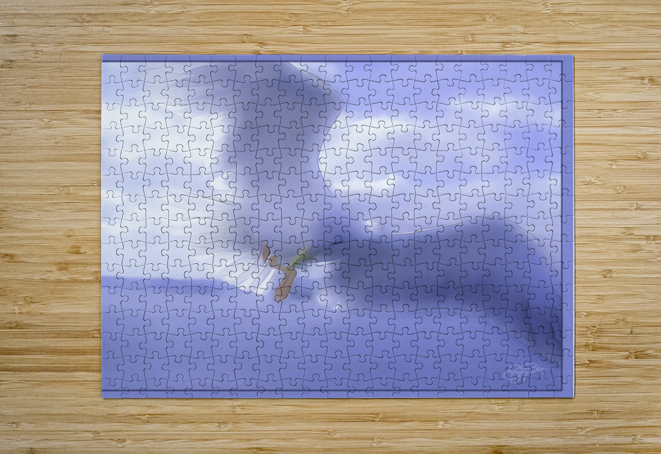 JONATHAN LIVINGSTON SEAGULL Jerre Paquette Puzzle printing