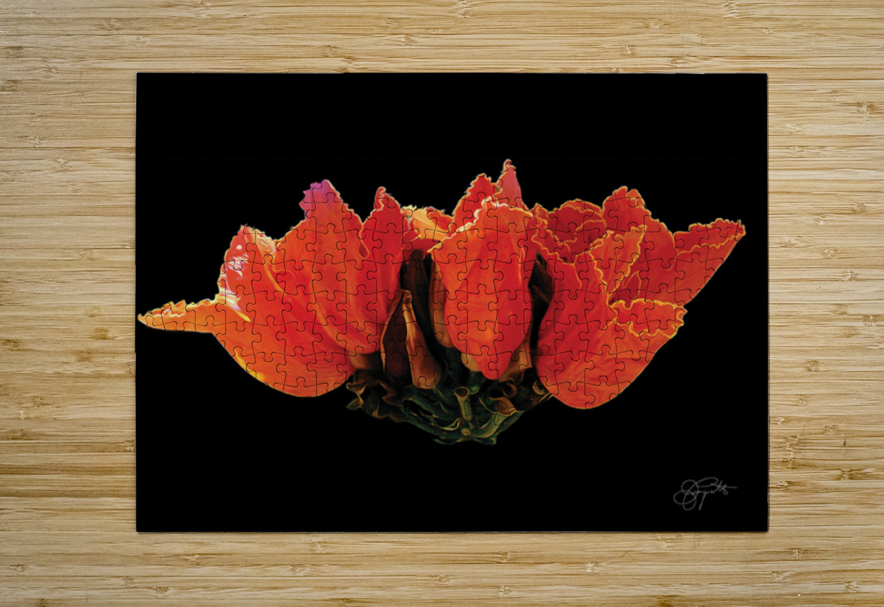 AFRICAN TULIPS 2 Jerre Paquette Puzzle printing