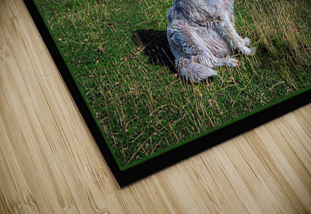 ELDER SHEEP DOG Jerre Paquette Puzzle