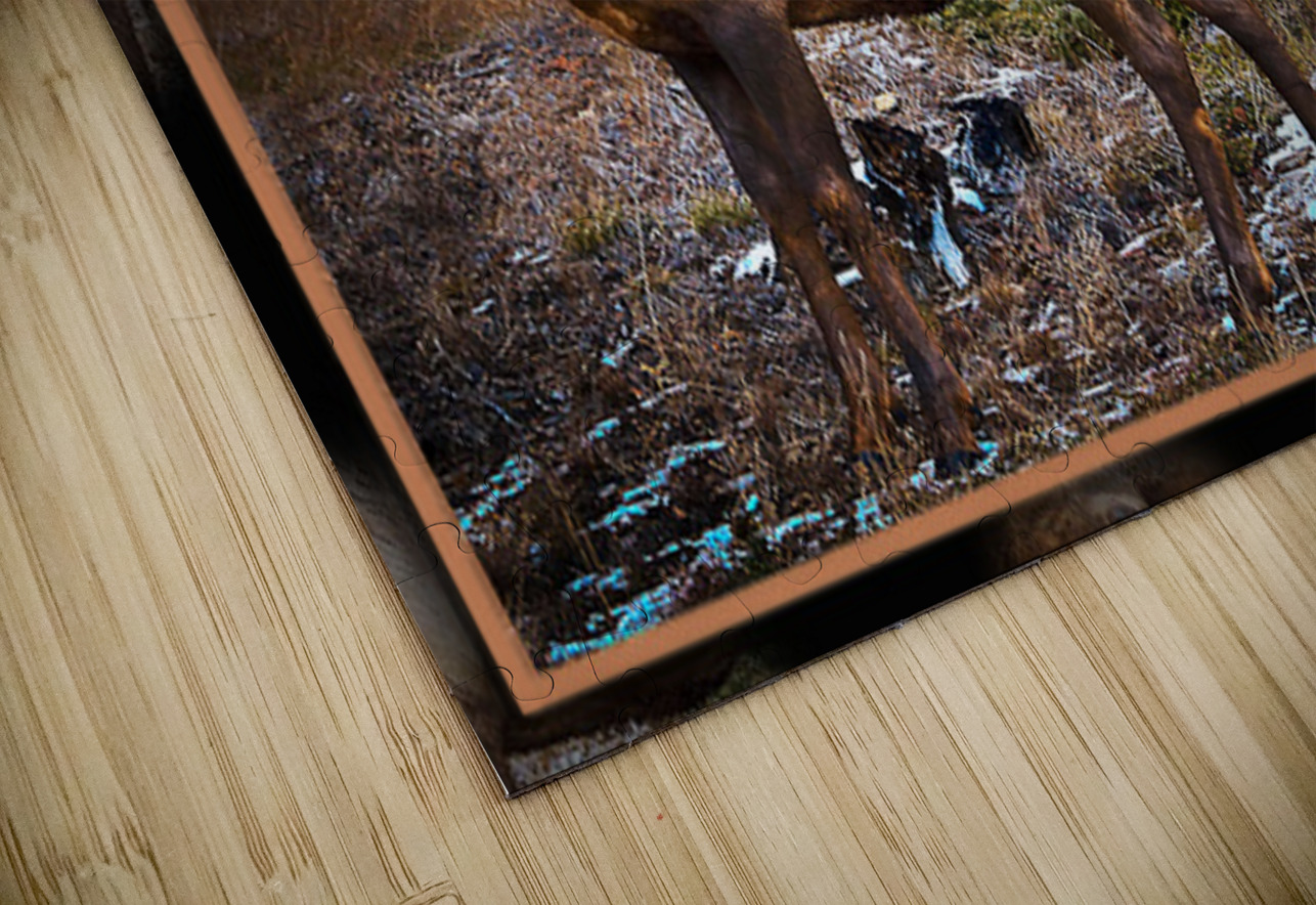 ELK WARY Jerre Paquette Puzzle